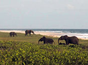 beach, elephant